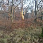 Wald Landschaft 161221_519