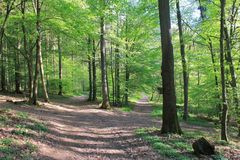 Wald - Launsbach - Frühling 2014