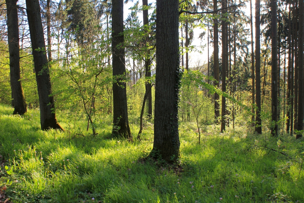 Wald - Launsbach - Frühling 2014 b