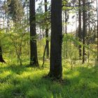 Wald - Launsbach - Frühling 2014 b