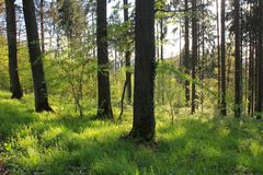 Wald - Launsbach - Frühling 2014 b