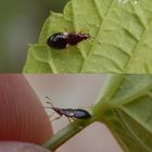 Wald-Lausjäger (Anthocoris nemorum) - Nymphe