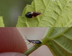 Wald-Lausjäger (Anthocoris nemorum) - Nymphe