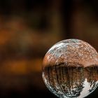 Wald Lensball