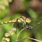 Wald - Libelle...Libelle, die im Wald unterwegs war...