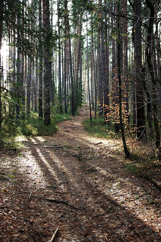 Wald Licht 1