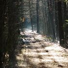 Wald Licht 2