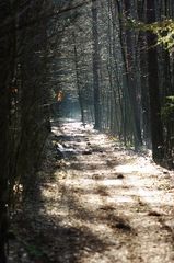 Wald Licht 2