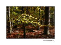 Wald Licht