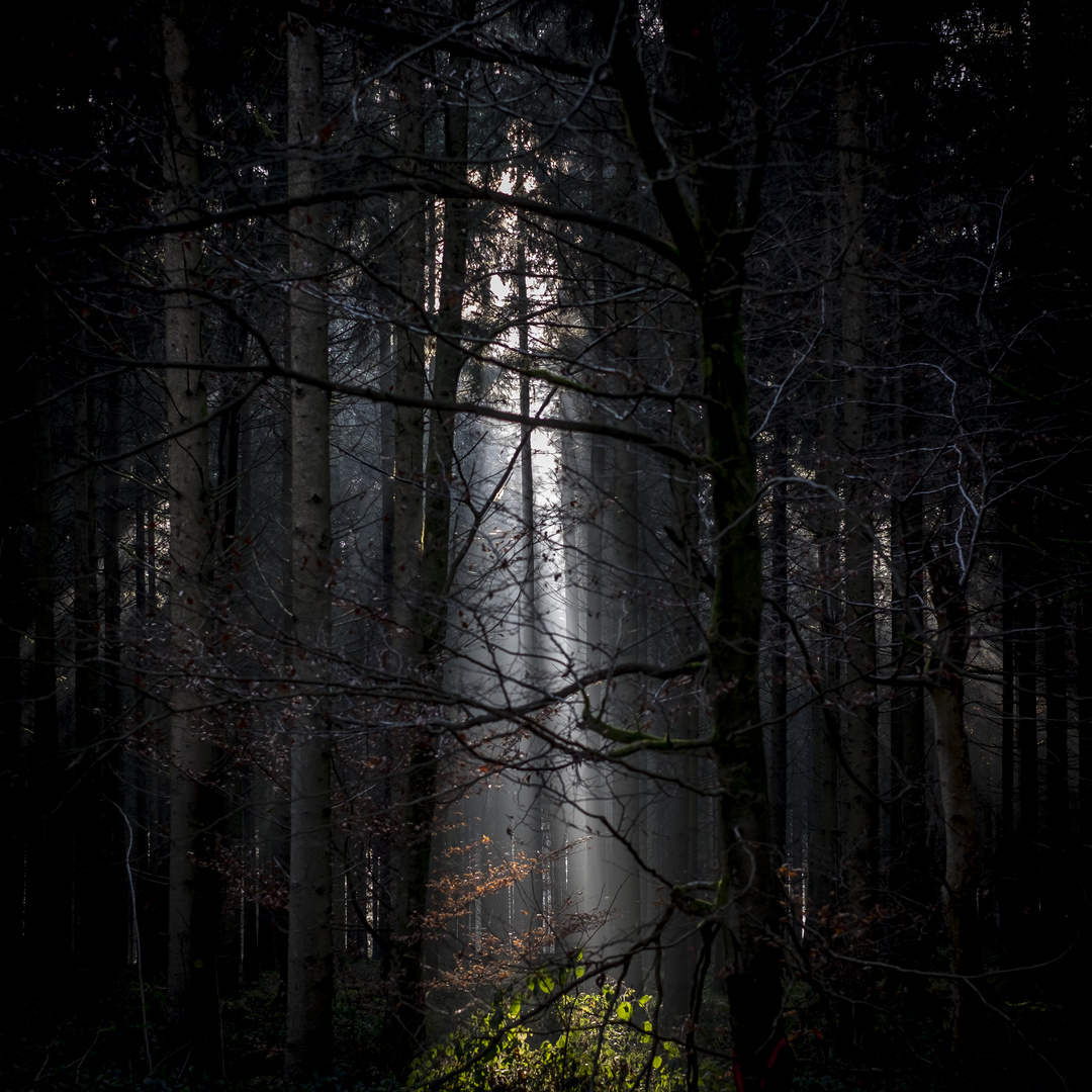 Wald-Licht 3