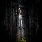 Wald-Licht 3