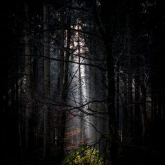 Wald-Licht 3