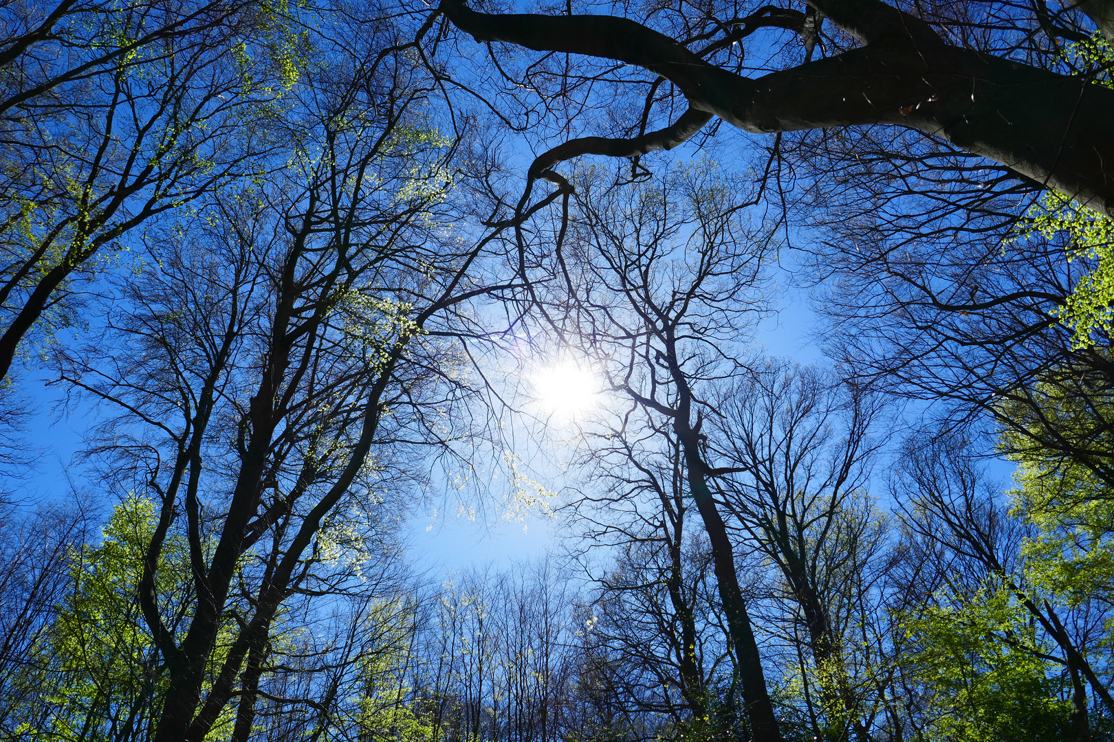 Wald-Licht-Baden