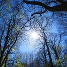 Wald-Licht-Baden