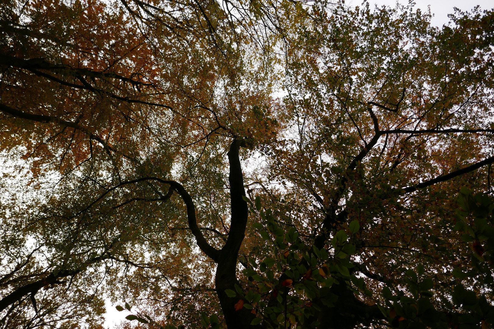 Wald-Licht-Baden im Herbst