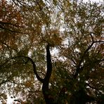 Wald-Licht-Baden im Herbst