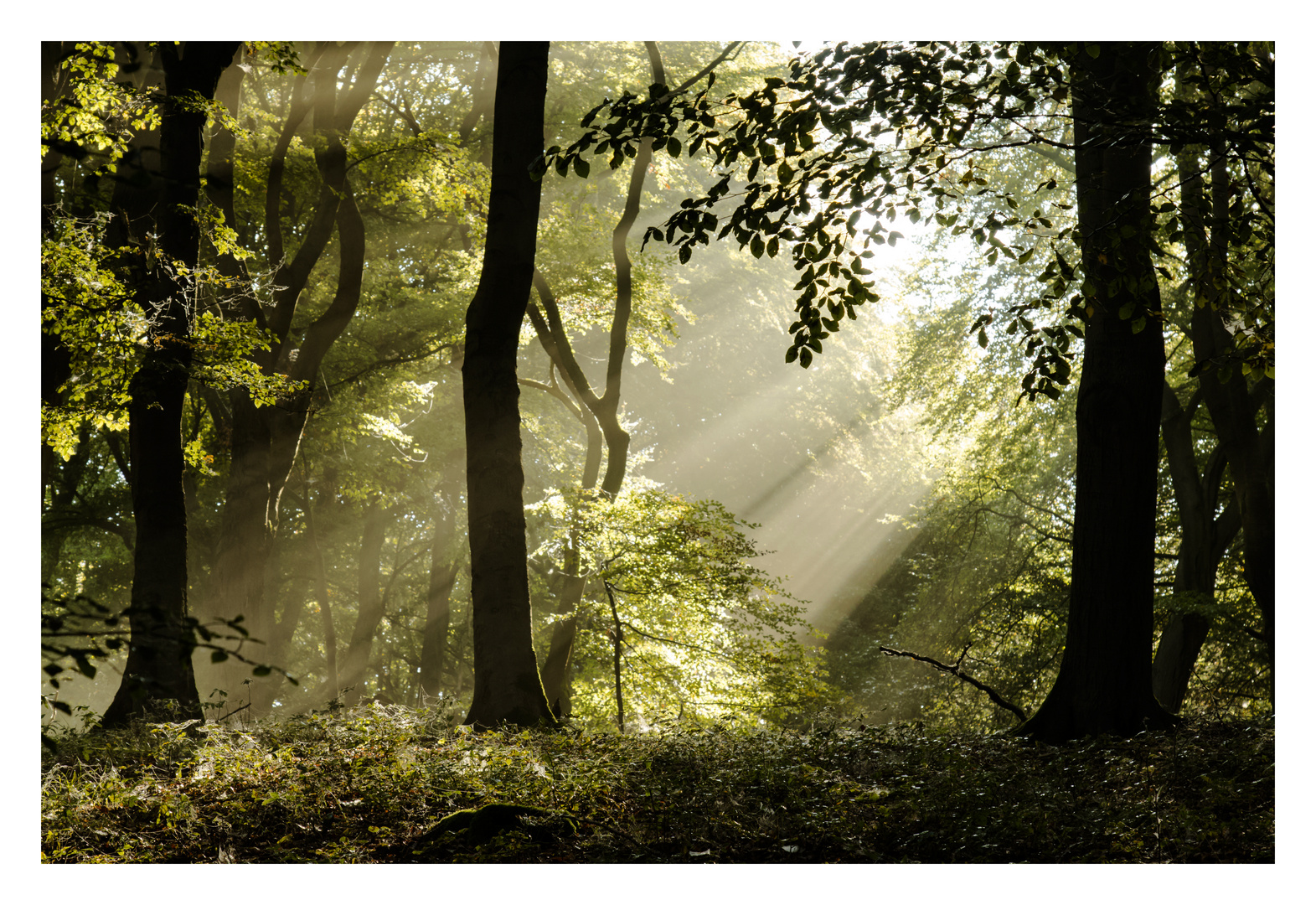 Wald - Licht