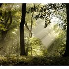 Wald - Licht