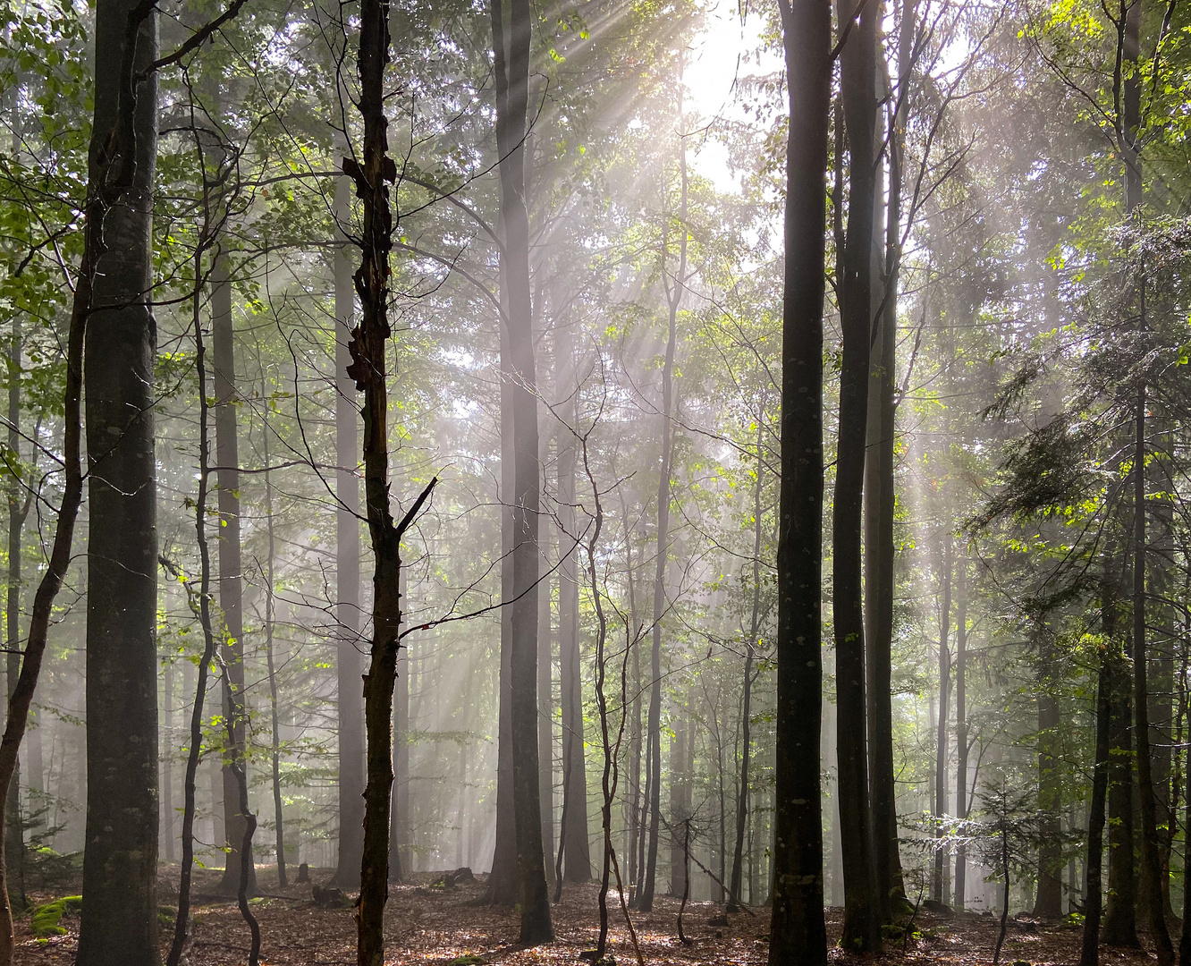Wald-Licht