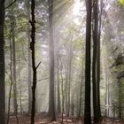 Wald-Licht