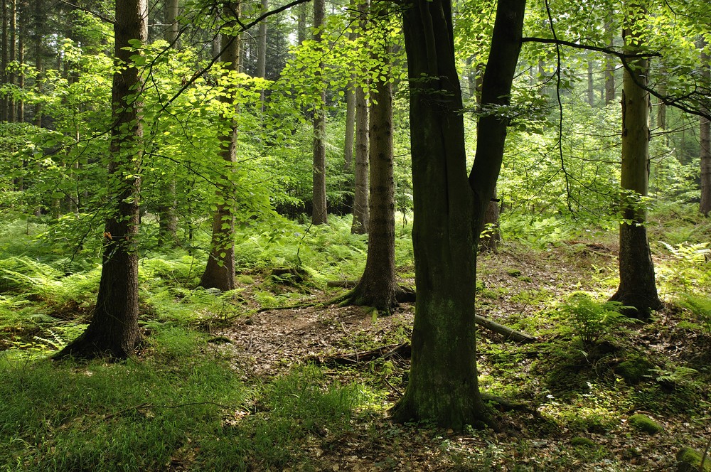 Wald-Licht