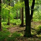 Wald-Licht