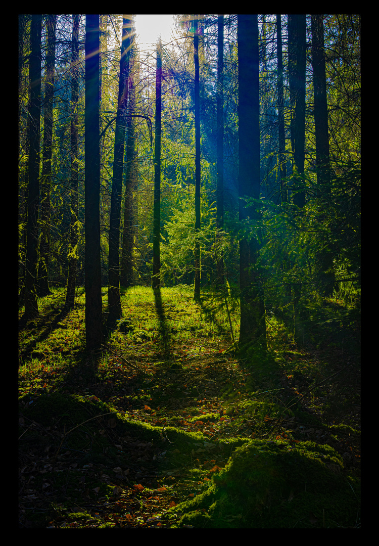 Wald-Licht-Spiel