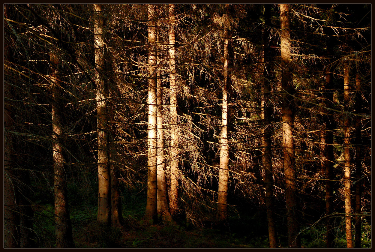 Wald - Licht -Spiel