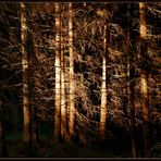 Wald - Licht -Spiel