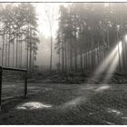 Wald, Licht und Tor