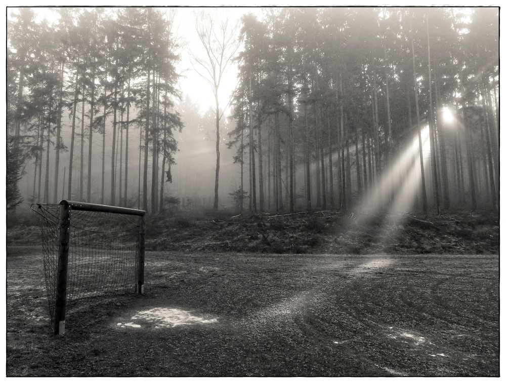 Wald, Licht und Tor