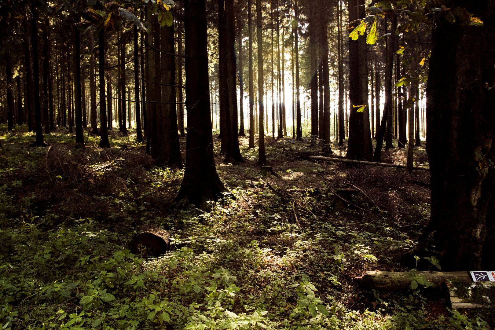 Wald Lichter