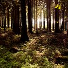 Wald Lichter