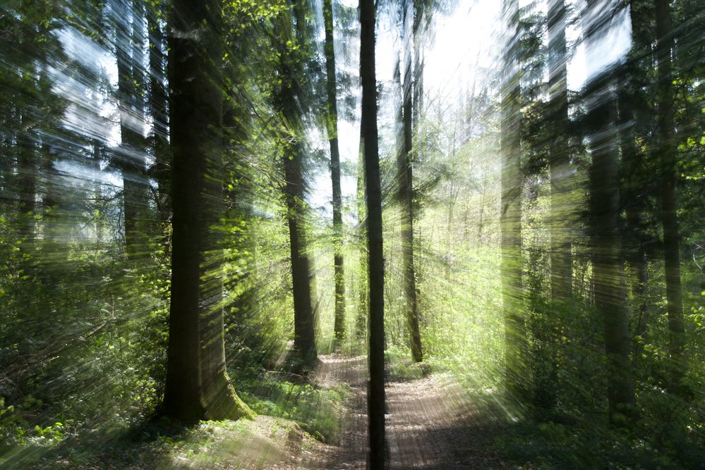 Wald Lichtstimmung