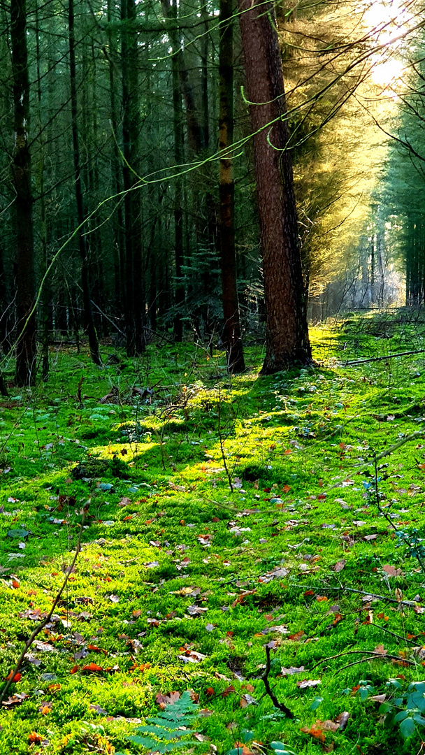 Wald-Lichtung