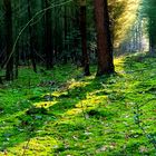 Wald-Lichtung