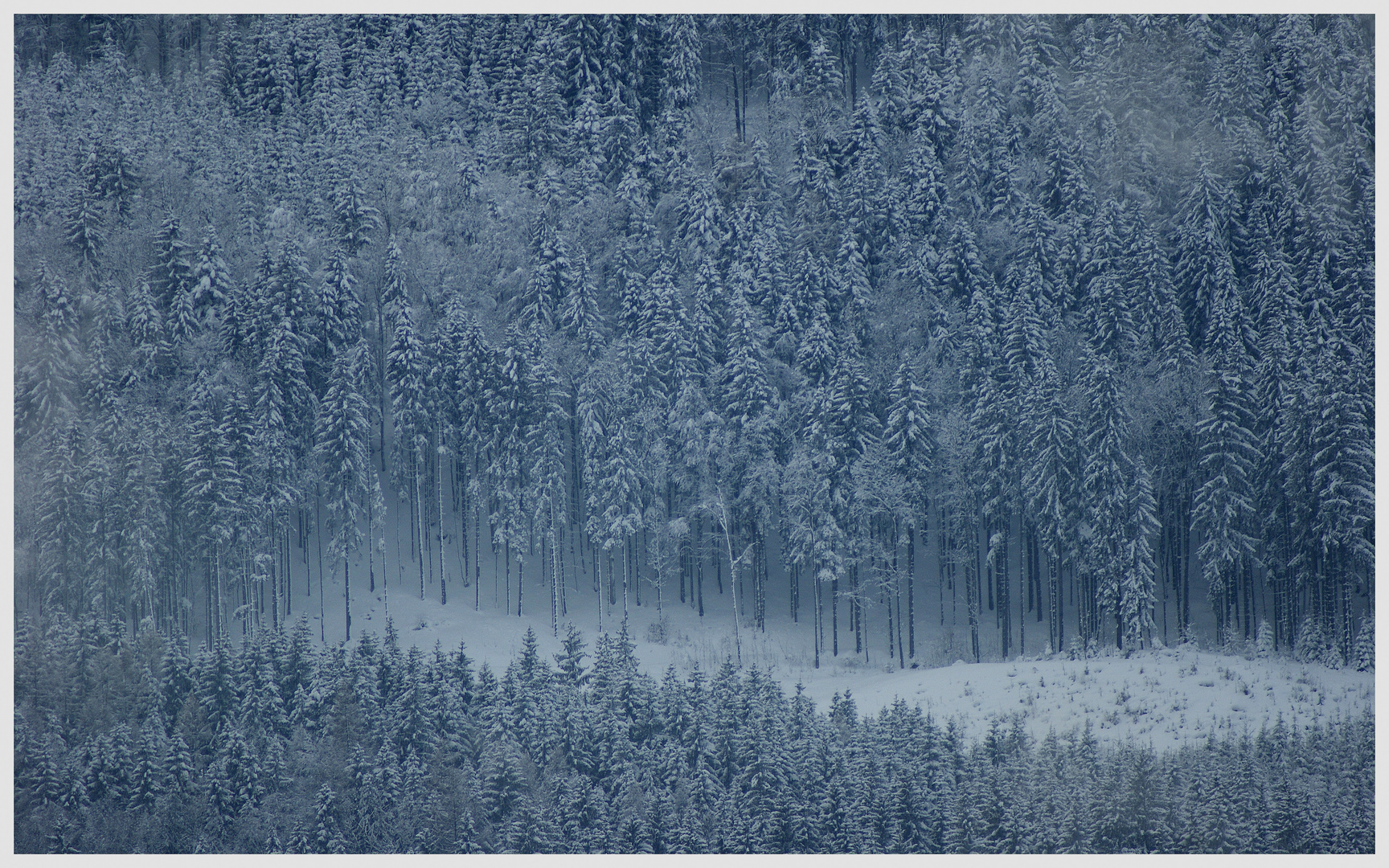 Wald Lichtung