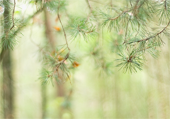 wald-lichtung...°