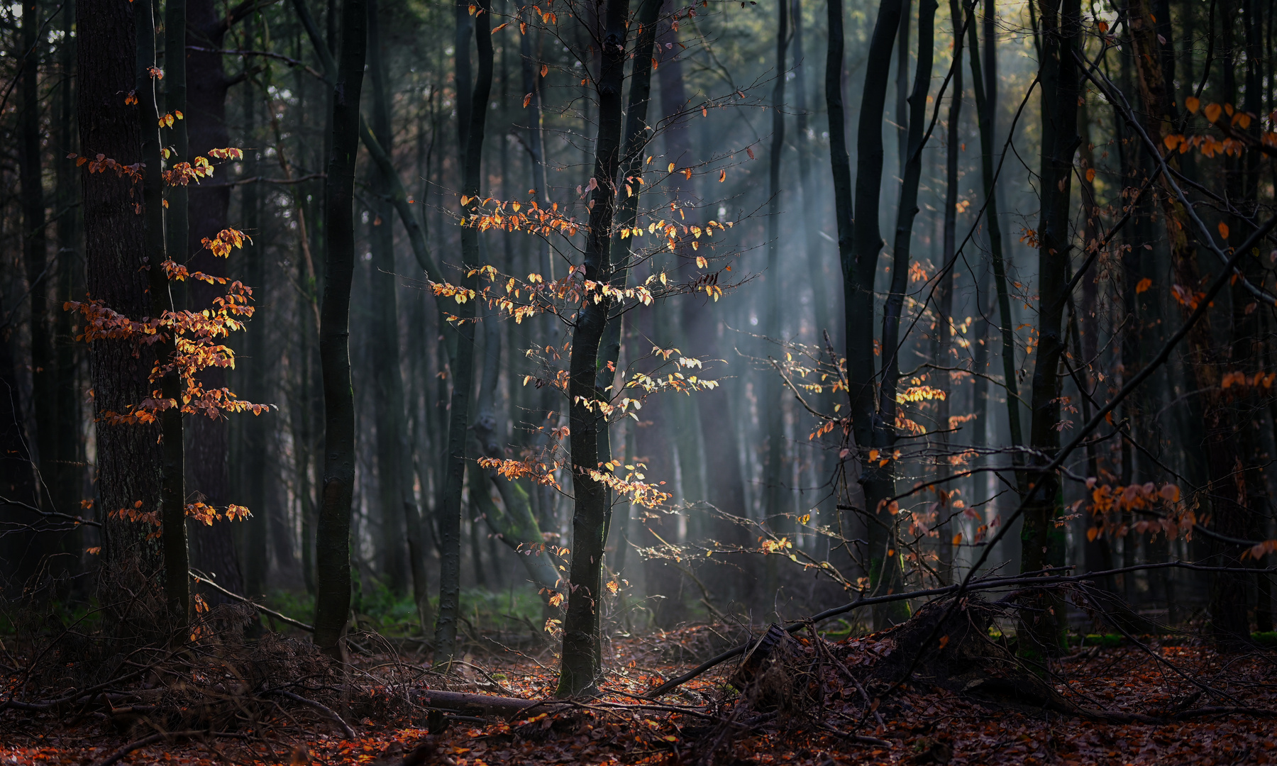 Wald-Lichtung