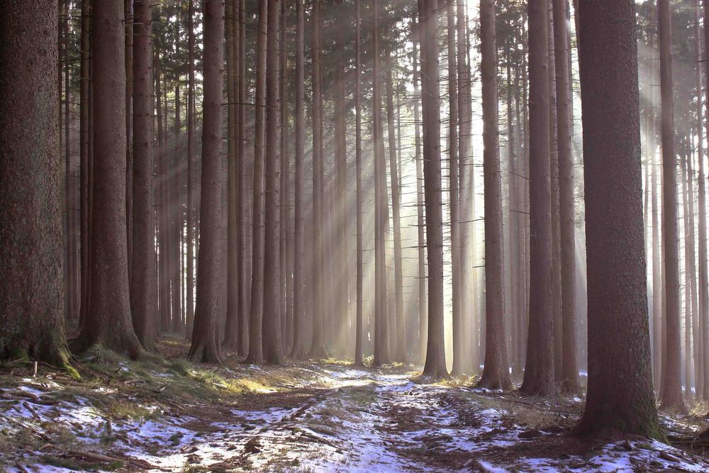 Wald -Lichtung