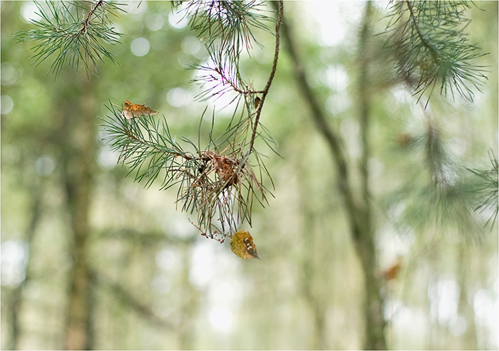 wald-lichtung°°