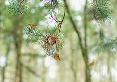 wald-lichtung°°