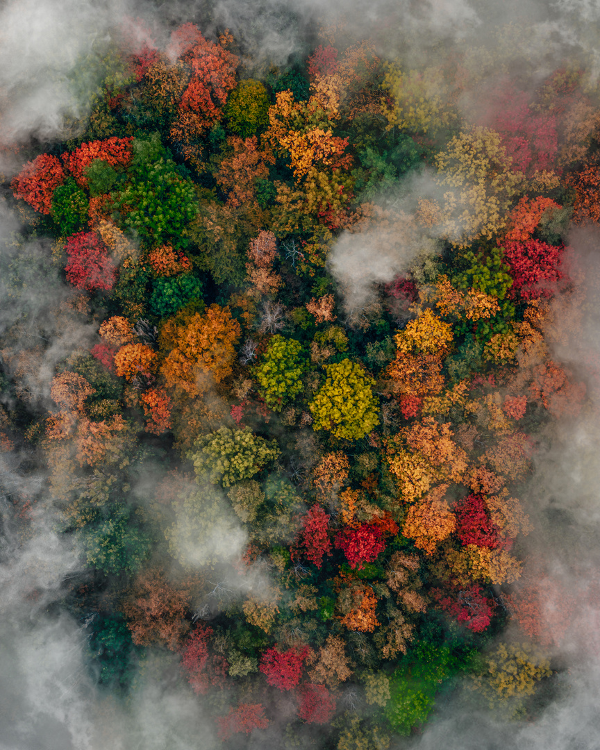 Wald Luftbild