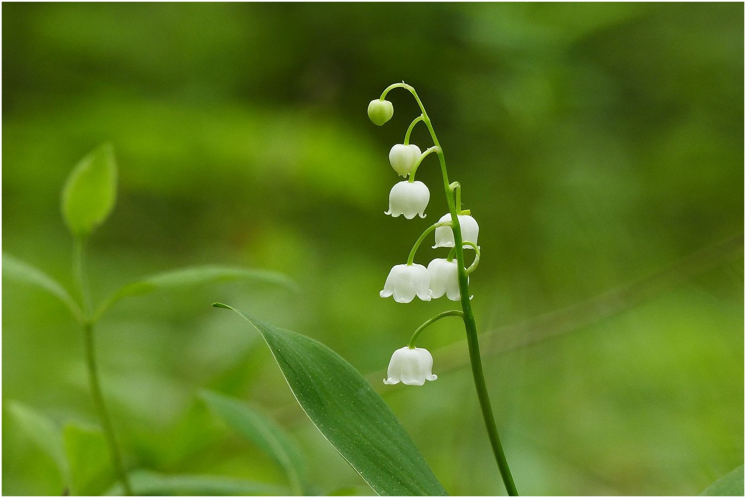 Wald-Maiglöckchen Foto & Bild | blumen, mai, frühling Bilder auf