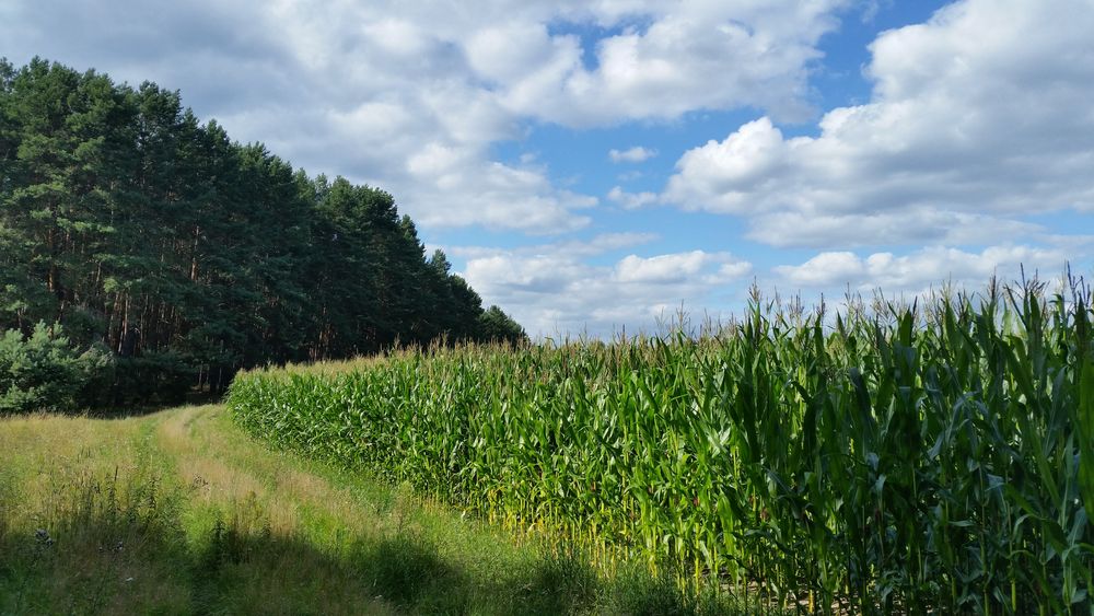 Wald -Maisfeldeck