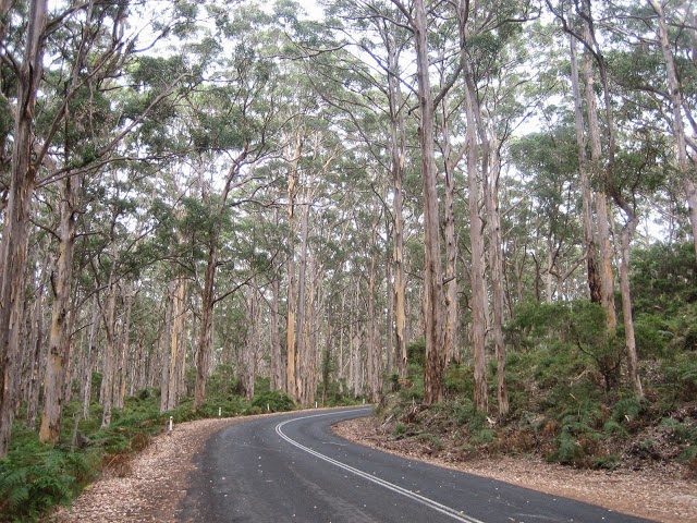 Wald Margrithriver Australien