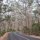 Wald Margrithriver Australien