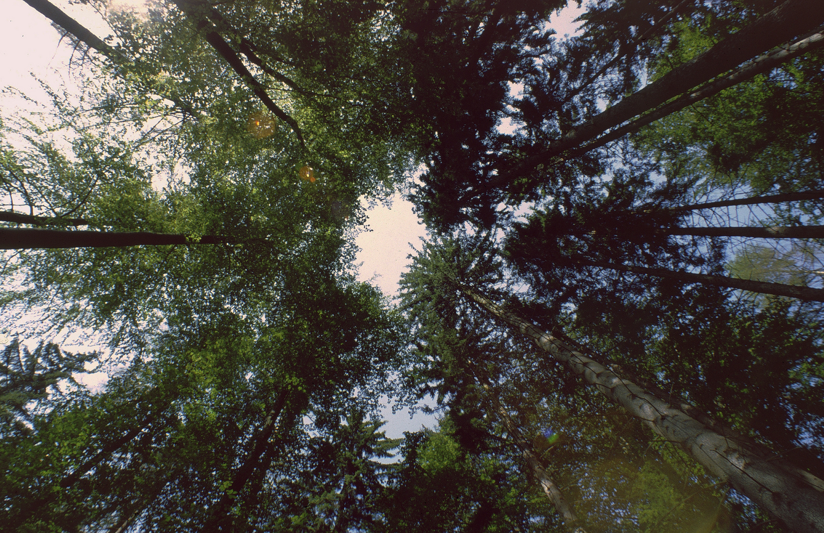 Wald mit 17mm fotografiert.