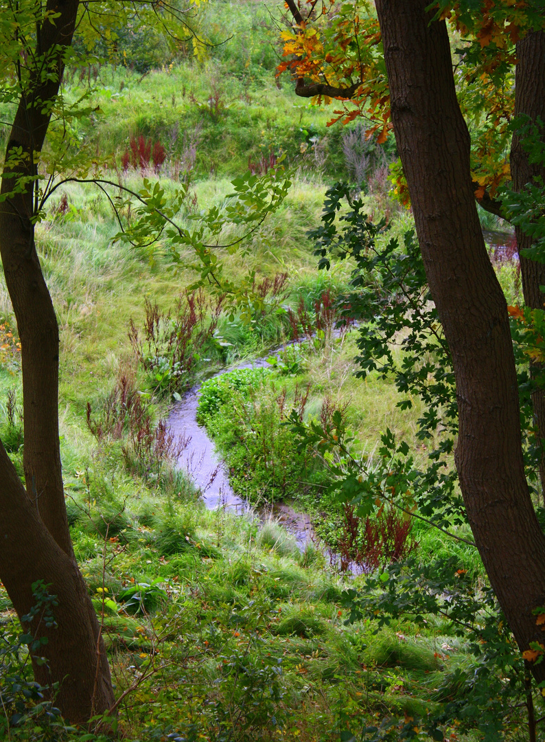 Wald mit Bach