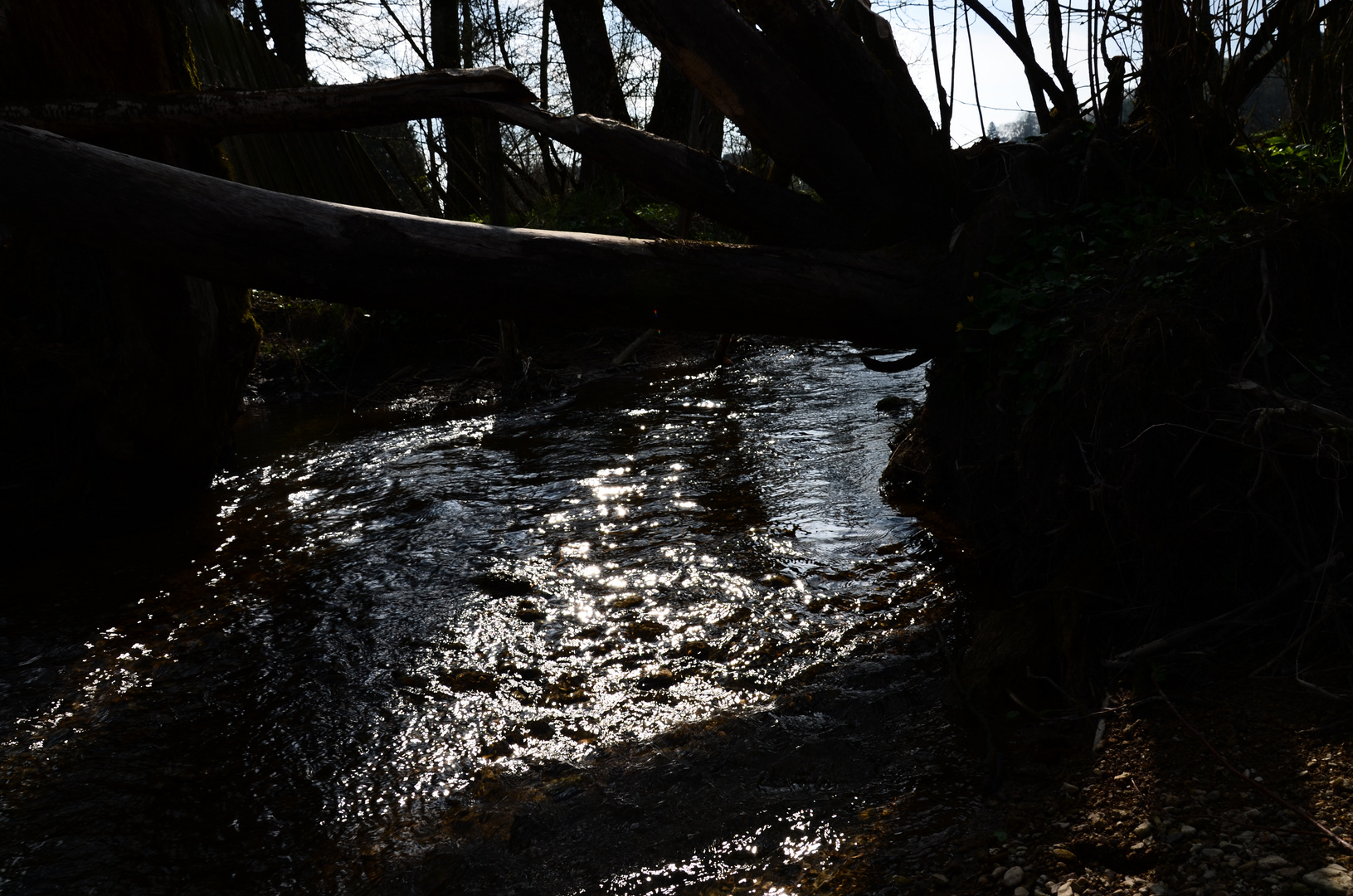 Wald mit Bachlauf